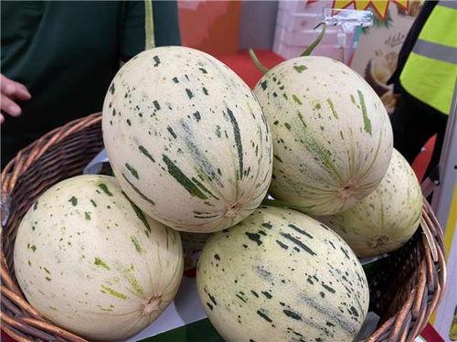 流星瓜图片,流星瓜的神秘魅力